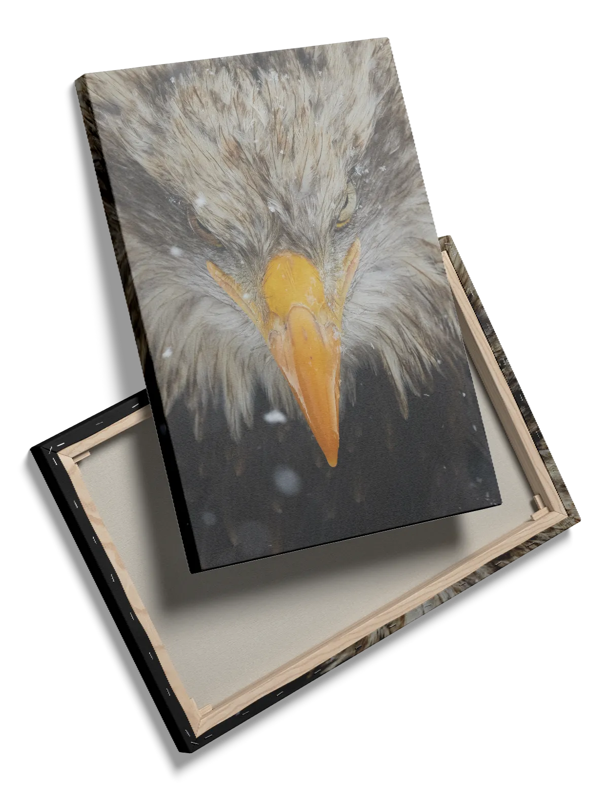 Bald Eagle Close Up Plakat