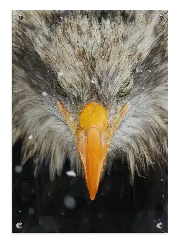 Bald Eagle Close Up Plakat