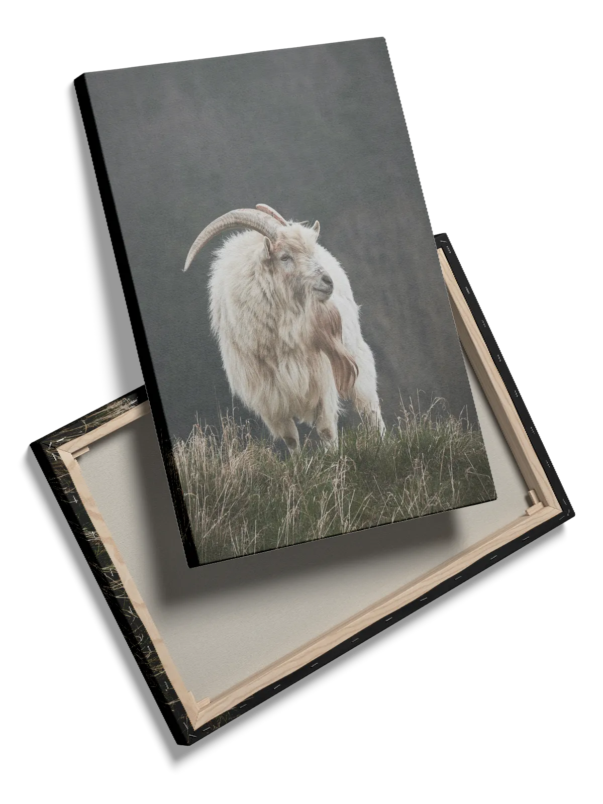Mountain Goat Standing Plakat