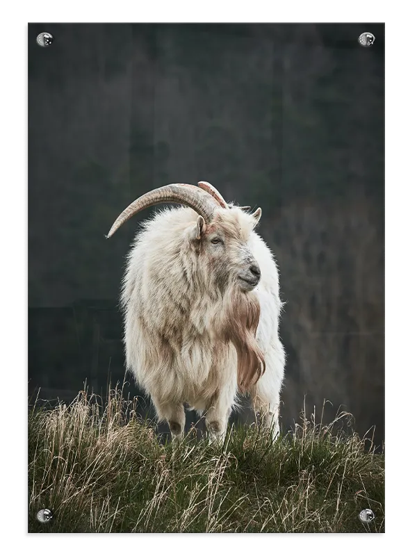 Mountain Goat Standing Plakat