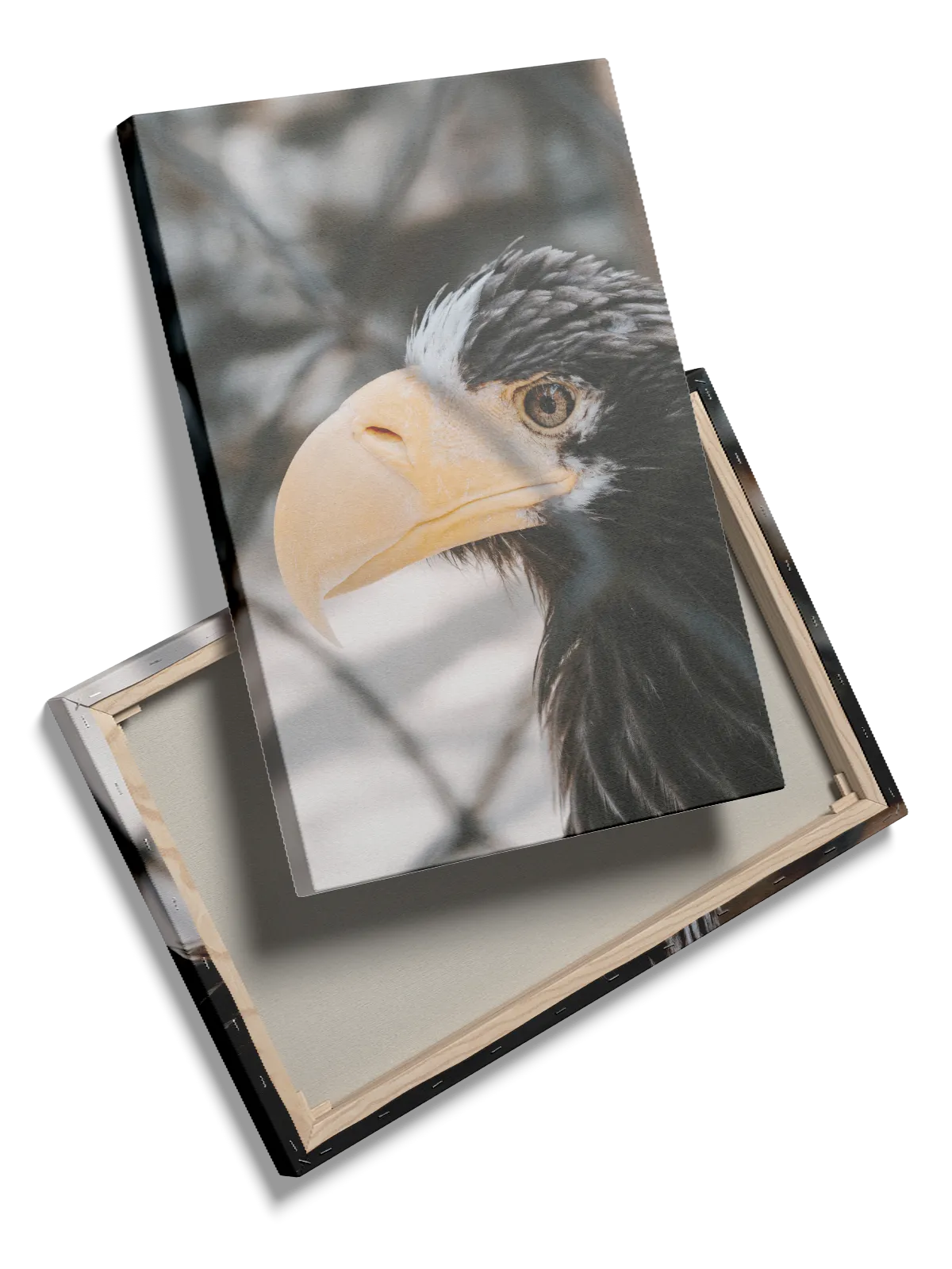 Steller Sea Plakat