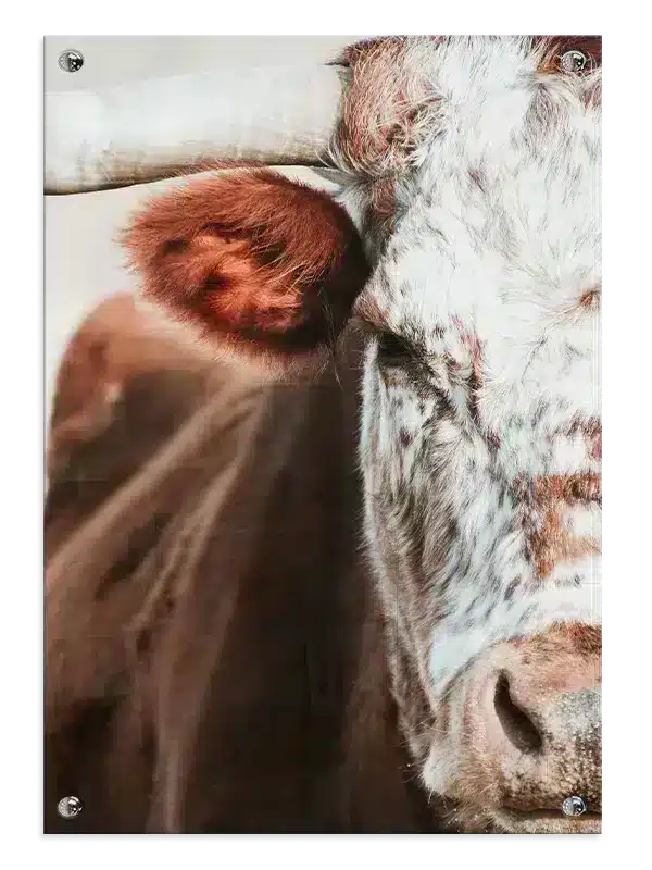 Highland Cow Closeup Plakat