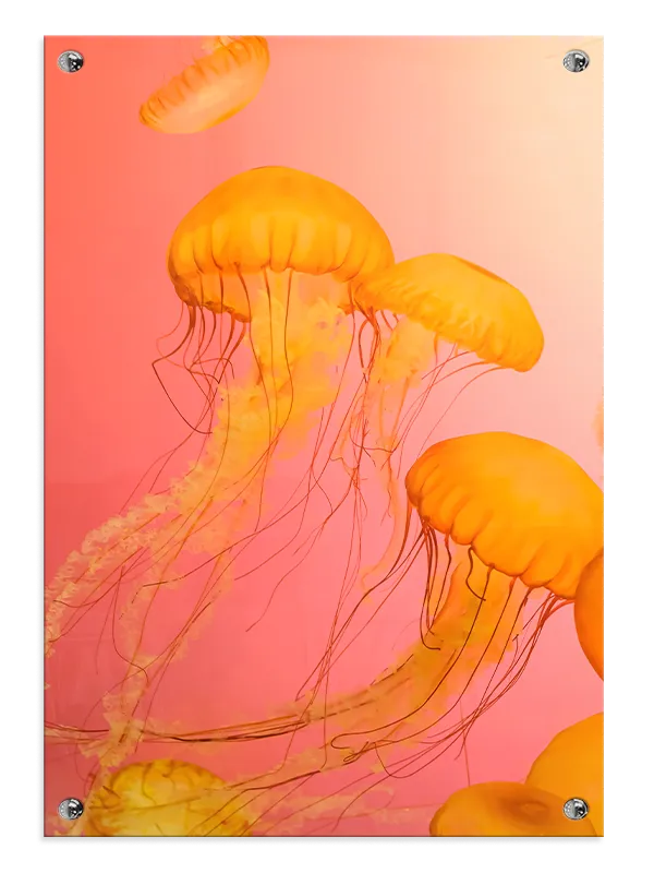 Orange Jellyfish Plakat