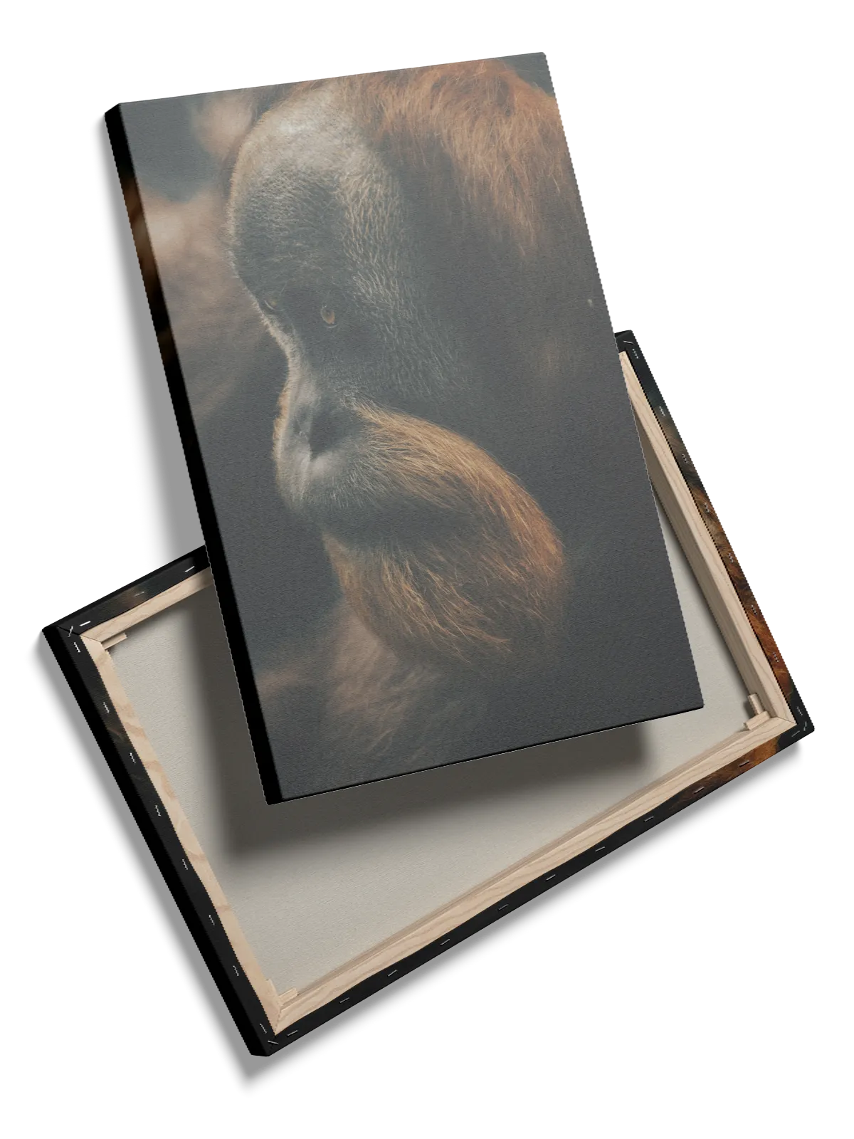 Orangutan Plakat