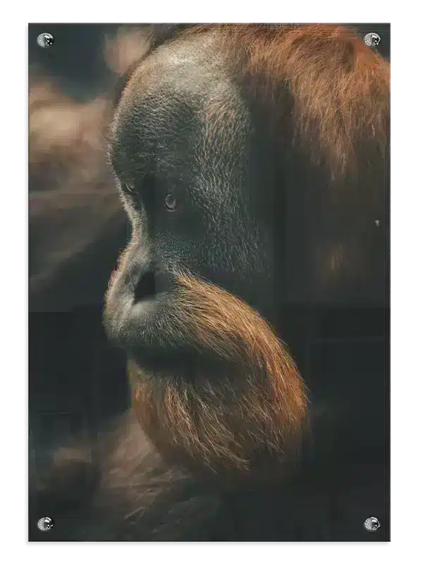 Orangutan Plakat
