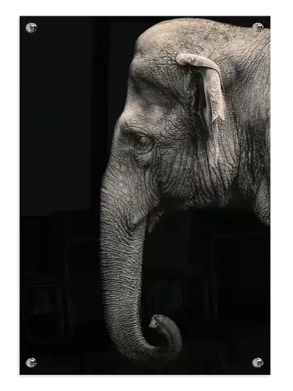 Elephant Profile Plakat