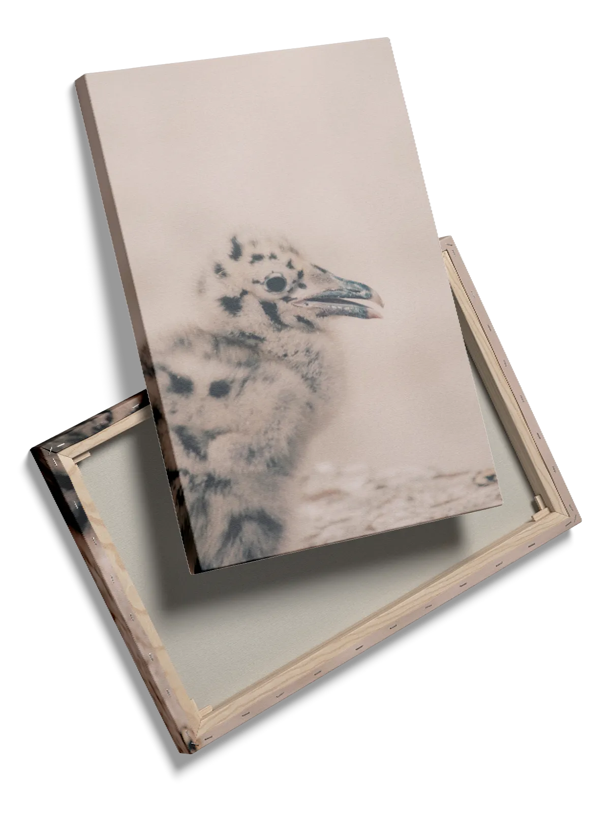 Papegøje Seagull Chick Plakat