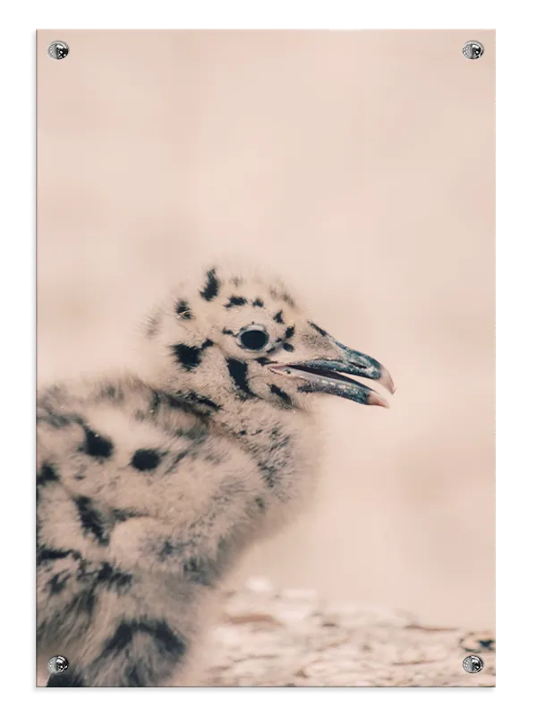 Papegøje Seagull Chick Plakat