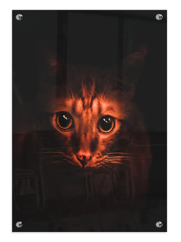 Tabby Cat Plakat