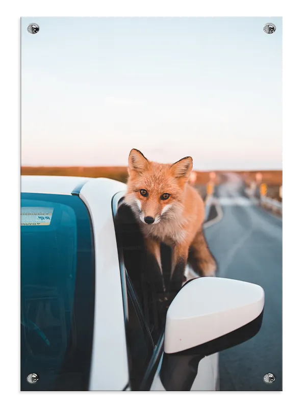 Red Fox Plakat