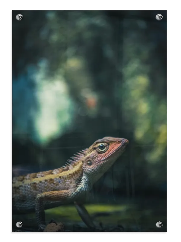Kat Oriental Garden Lizard Plakat