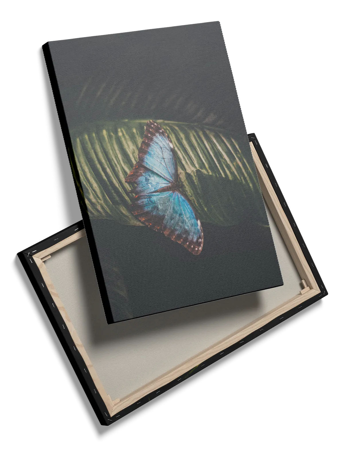 Blue Morpho Plakat