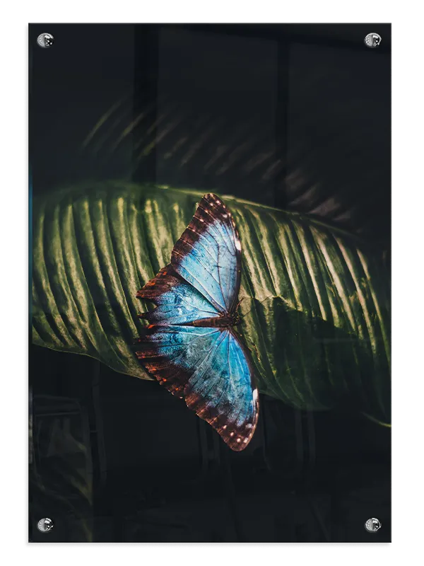 Blue Morpho Plakat