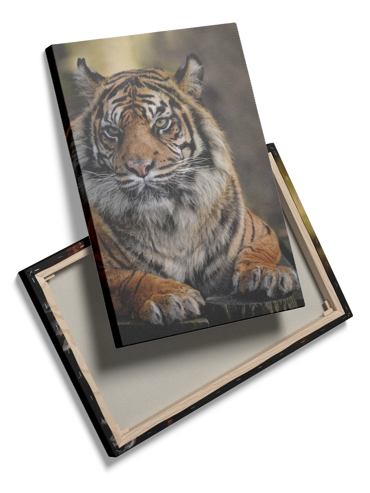 Bengal Tiger Plakat No3
