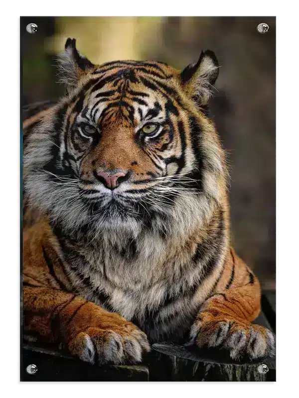 Bengal Tiger Plakat No3