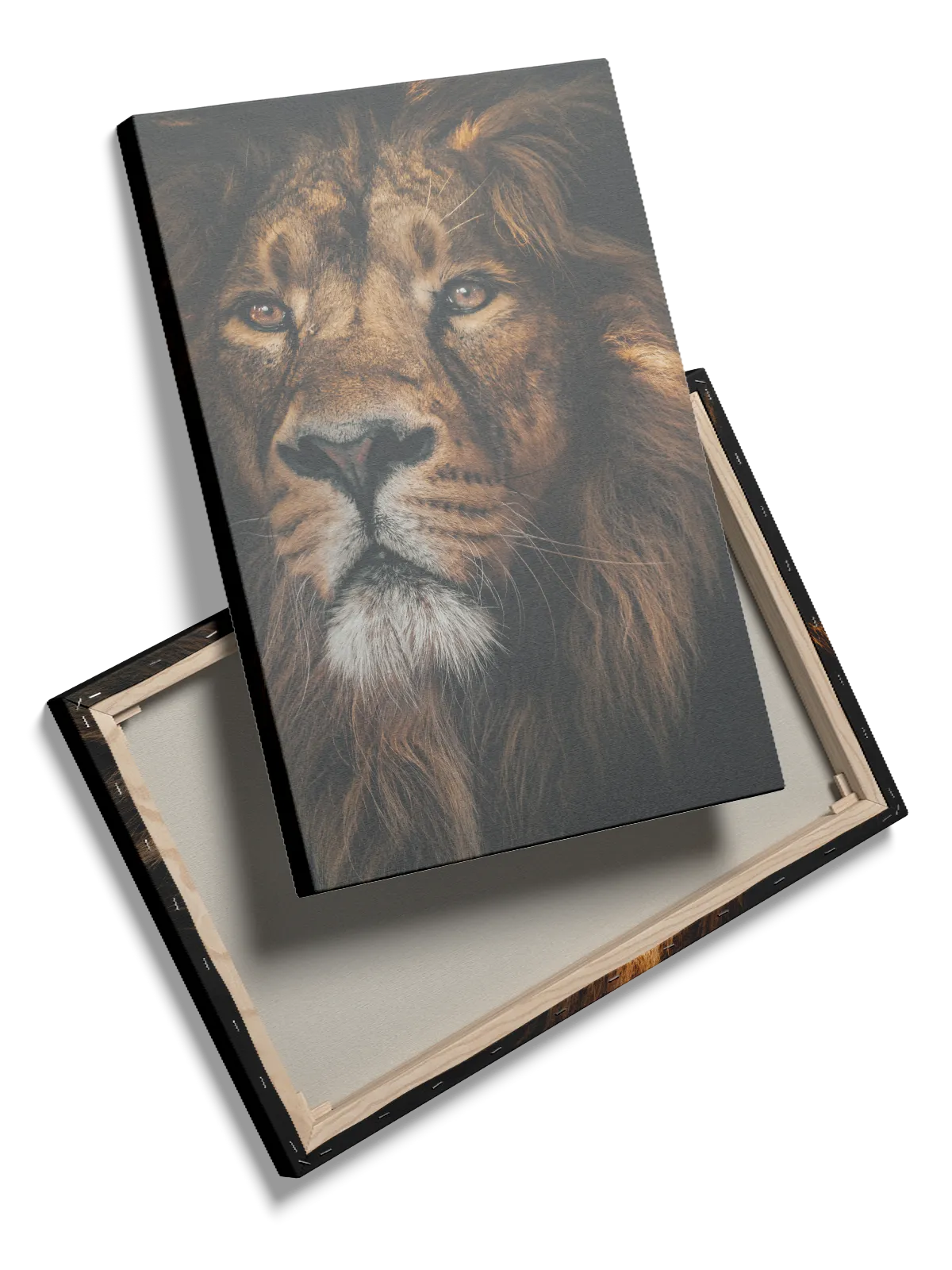 Majestic Lion Plakat