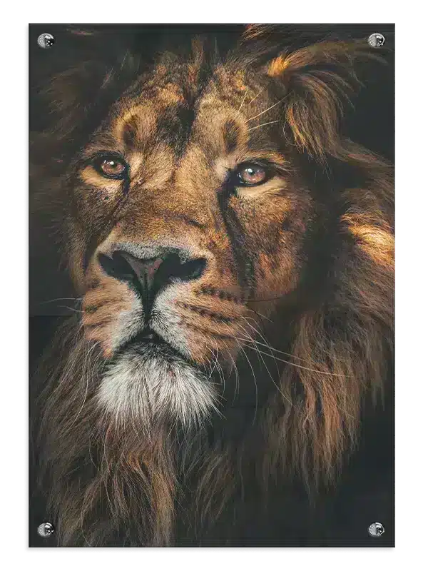 Majestic Lion Plakat