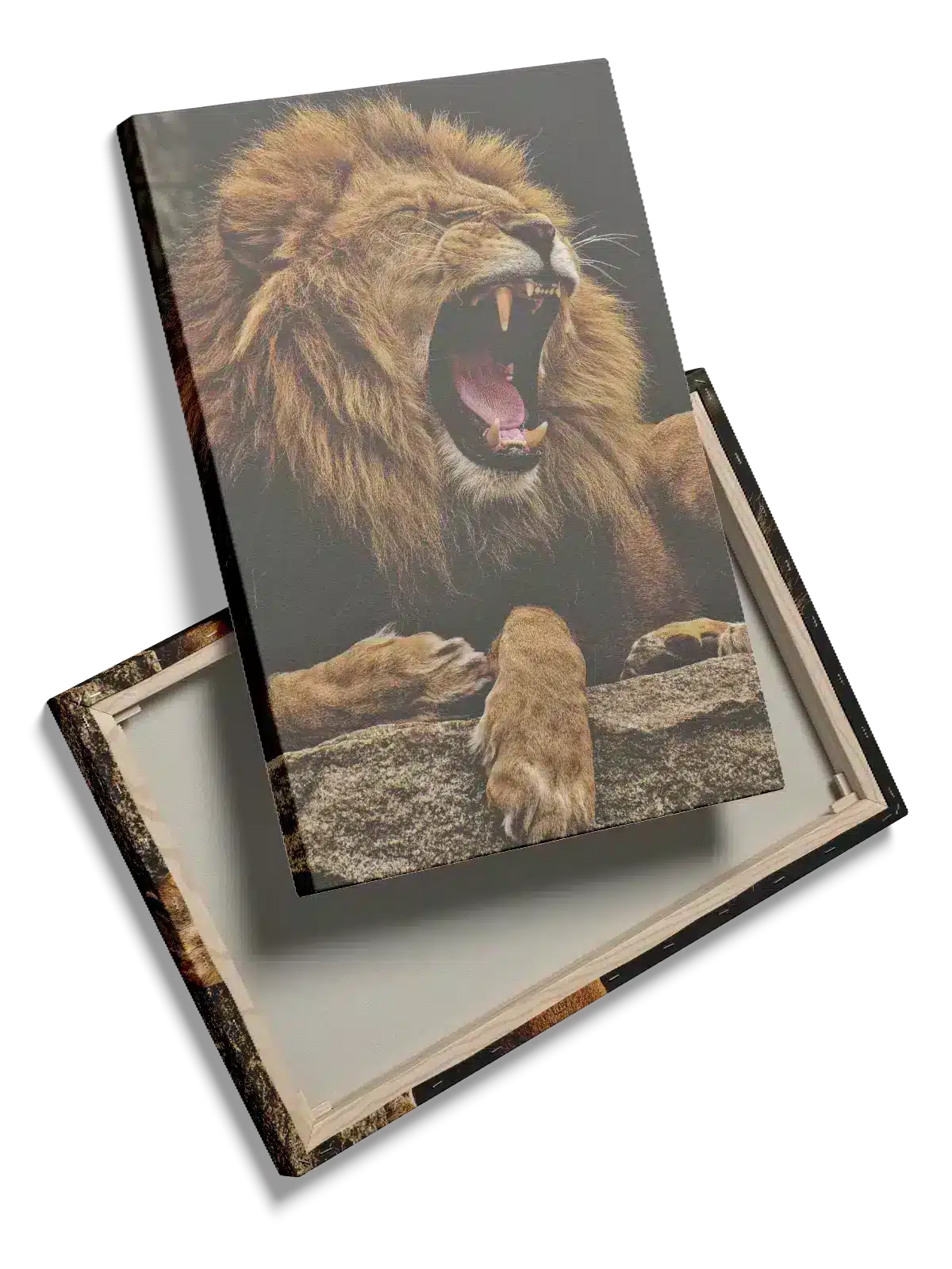 Lion Roaring Plakat