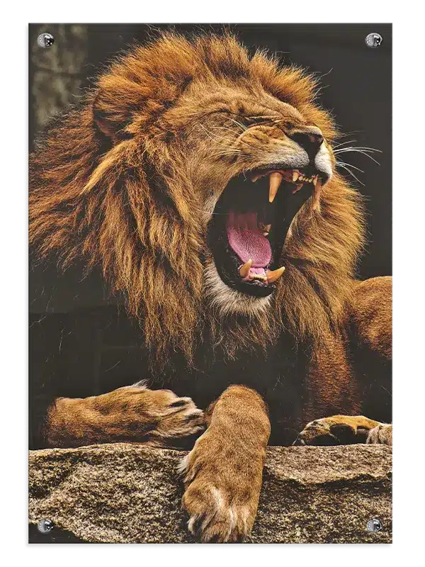 Lion Roaring Plakat