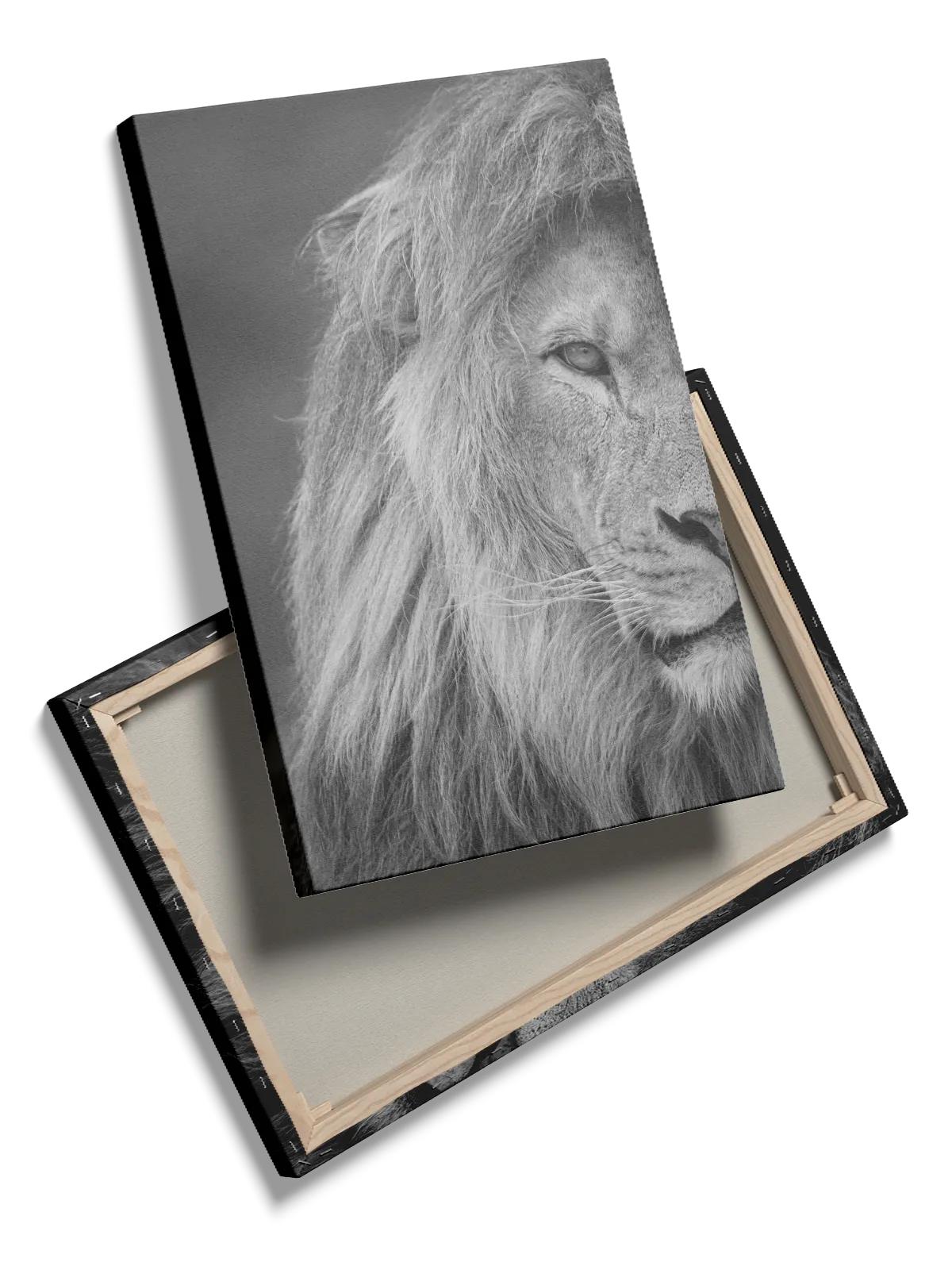 Lion Portrait Plakat