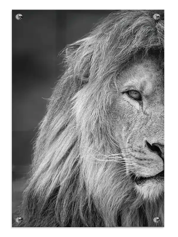 Lion Portrait Plakat
