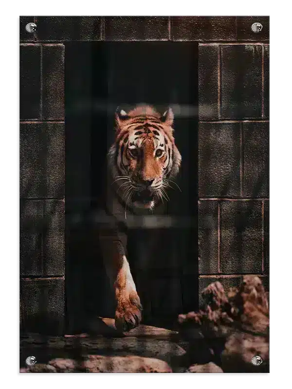 Tiger Emerging Plakat