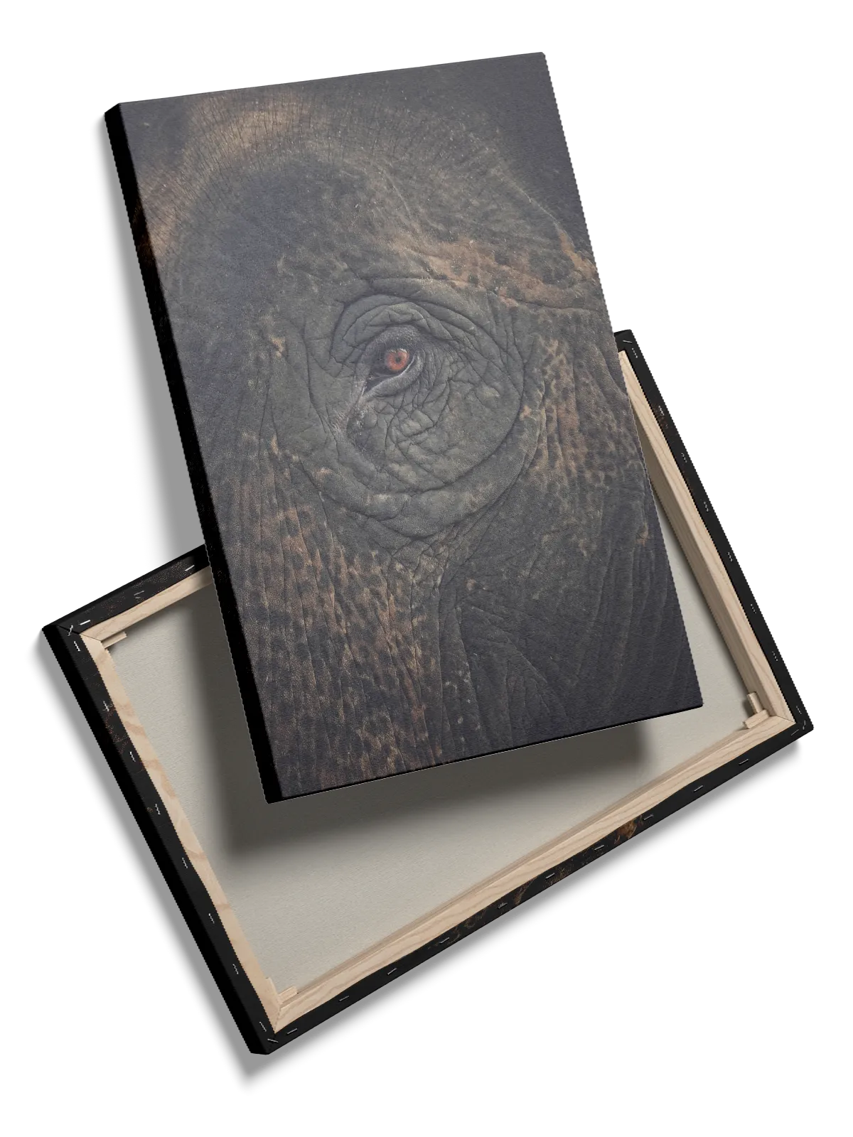 Elephant Eye I Plakat