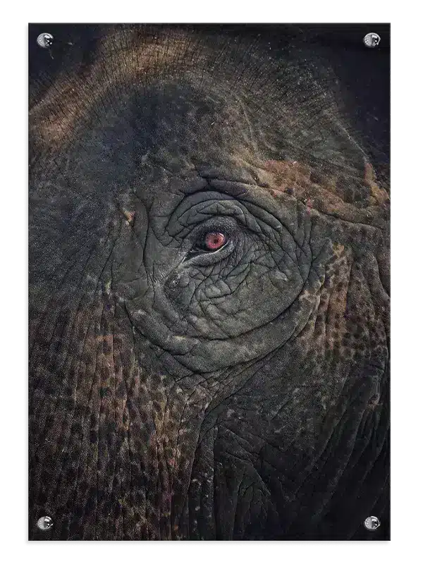 Elephant Eye I Plakat