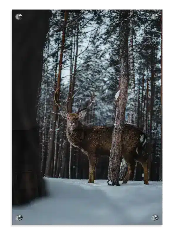 Red Deer Plakat
