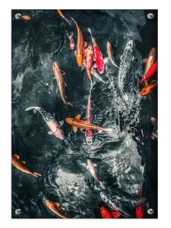 Koi Fish Plakat