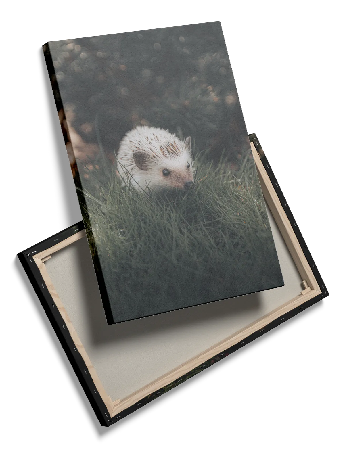 Ko Hedgehog Plakat