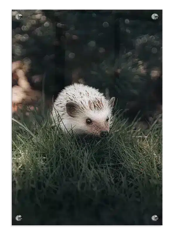 Ko Hedgehog Plakat