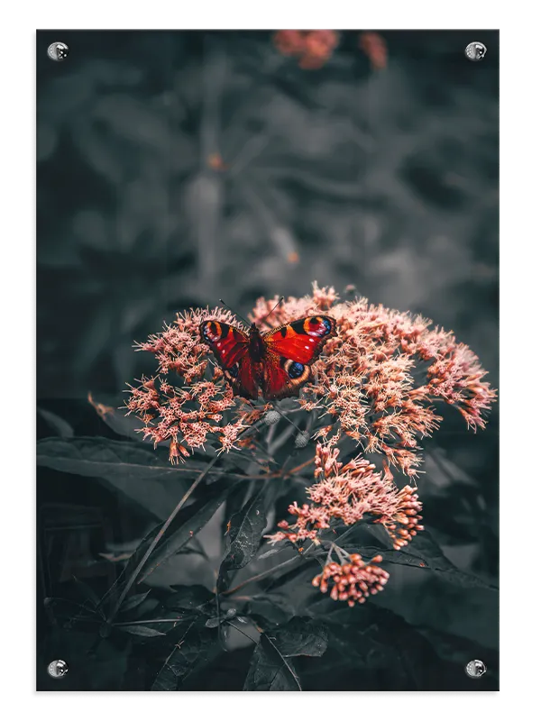 Peacock Butterfly Plakat
