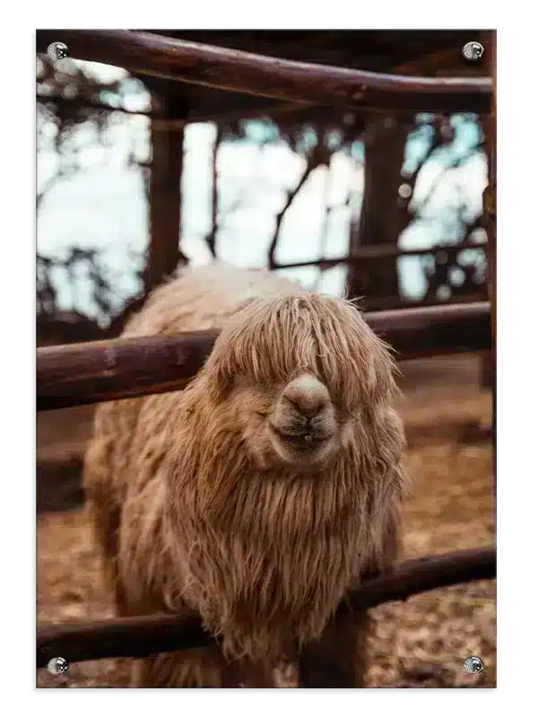 Bi Alpaca Plakat