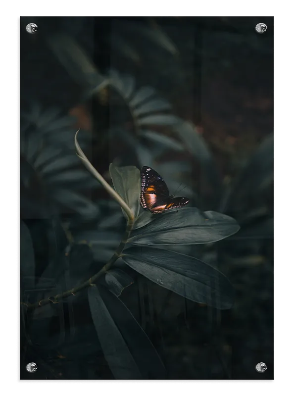 Butterfly Plakat