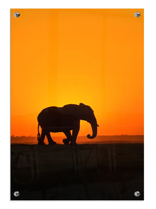 Elephant Sunset No1 Plakat