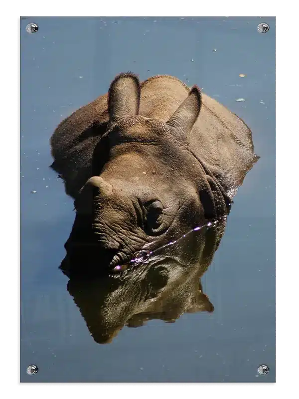 Indian Rhinoceros Plakat