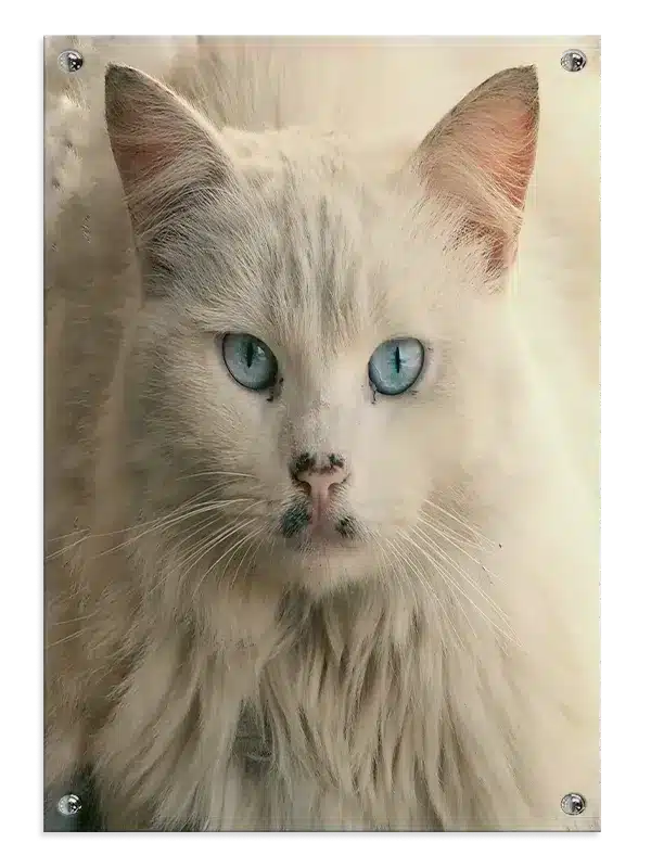 White Cat Plakat