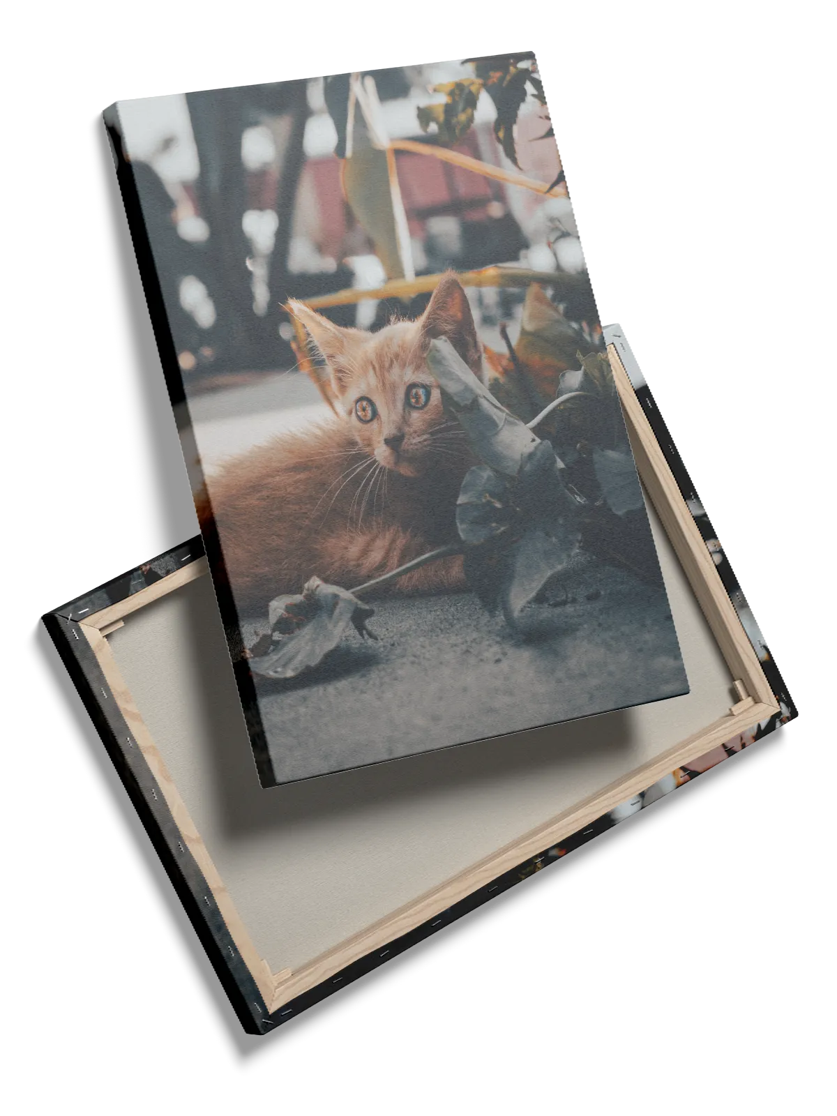 Ginger Cat Plakat