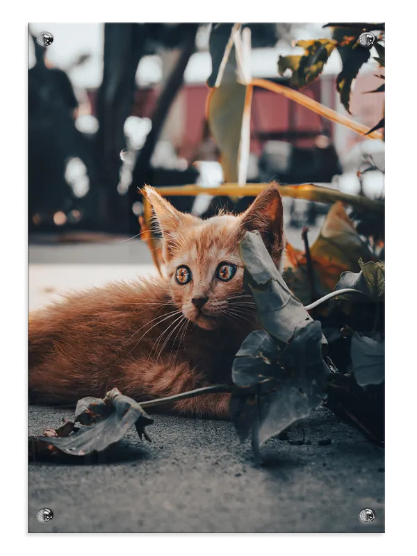 Ginger Cat Plakat