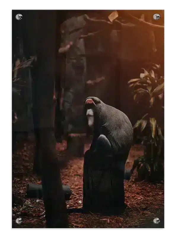Abe Mandrill Plakat