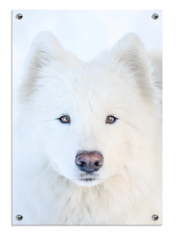 Arctic Wolf Plakat