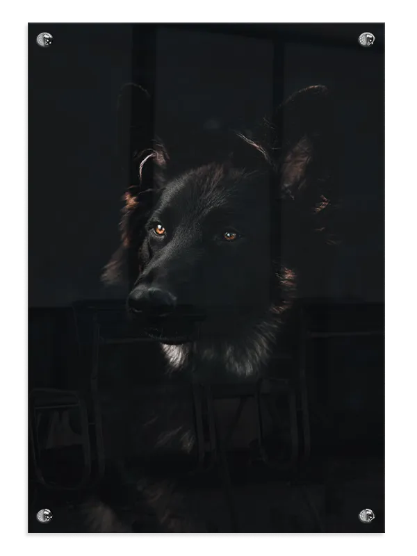 Black German Shepherd Plakat