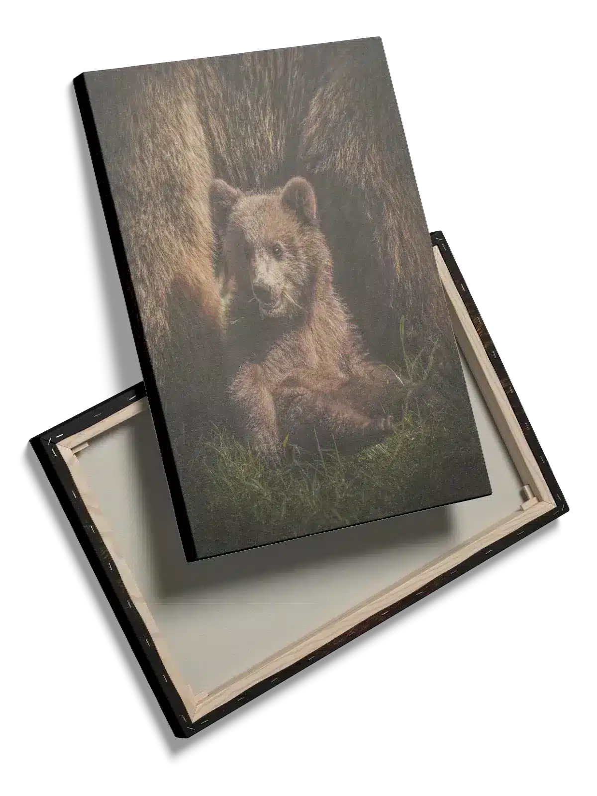 Brown Bear Cub Plakat
