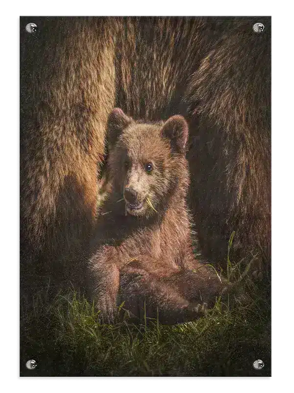 Brown Bear Cub Plakat