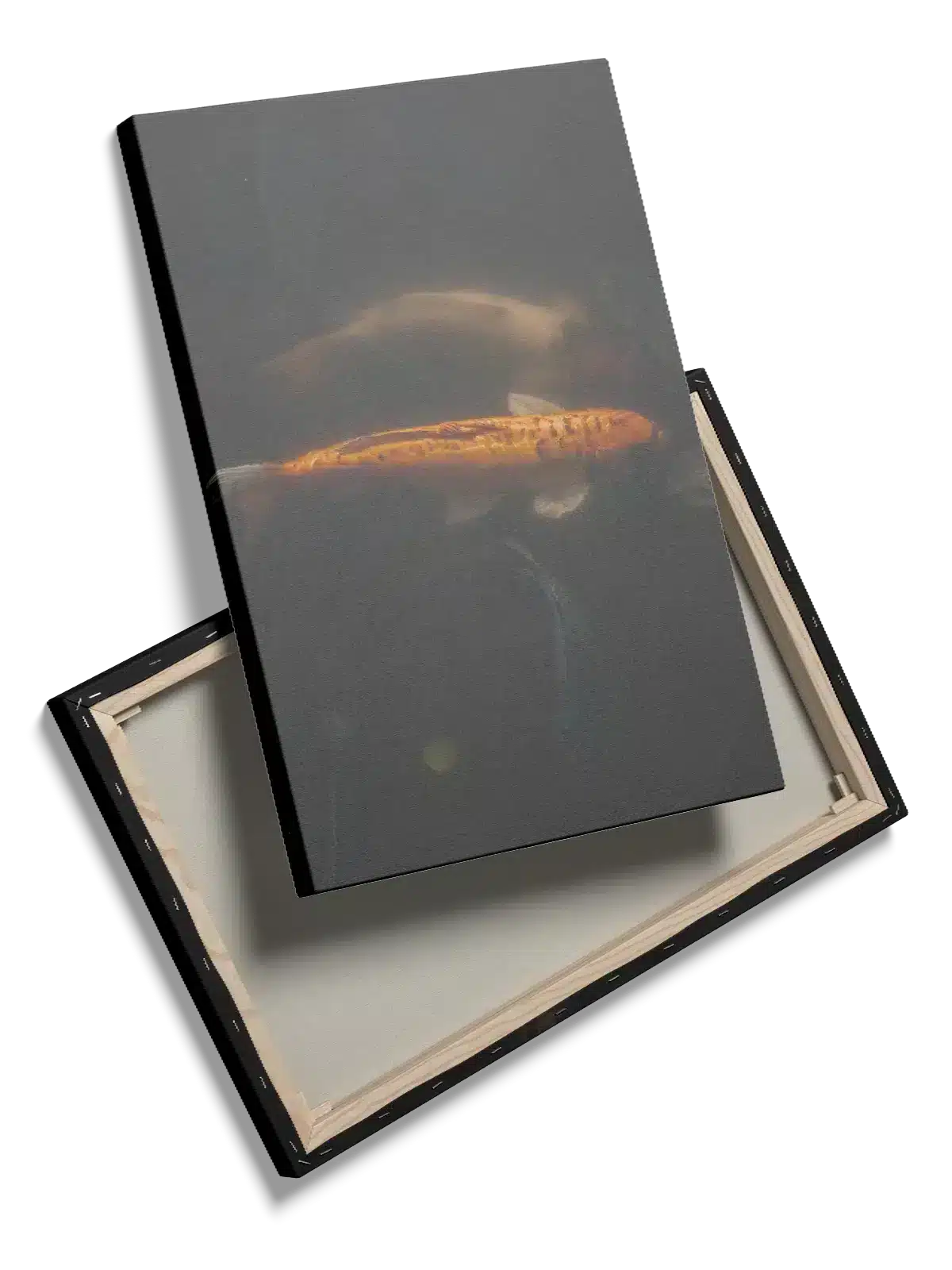 Koi Fish Reflection Plakat