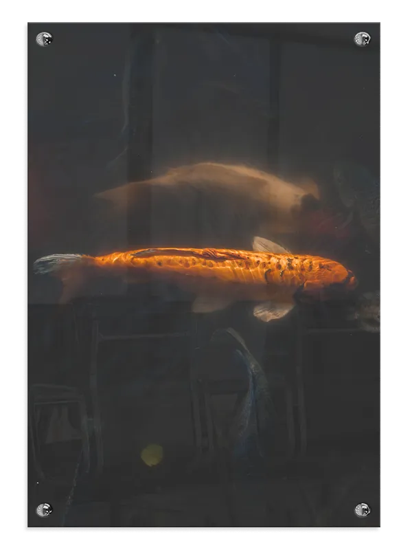 Koi Fish Reflection Plakat