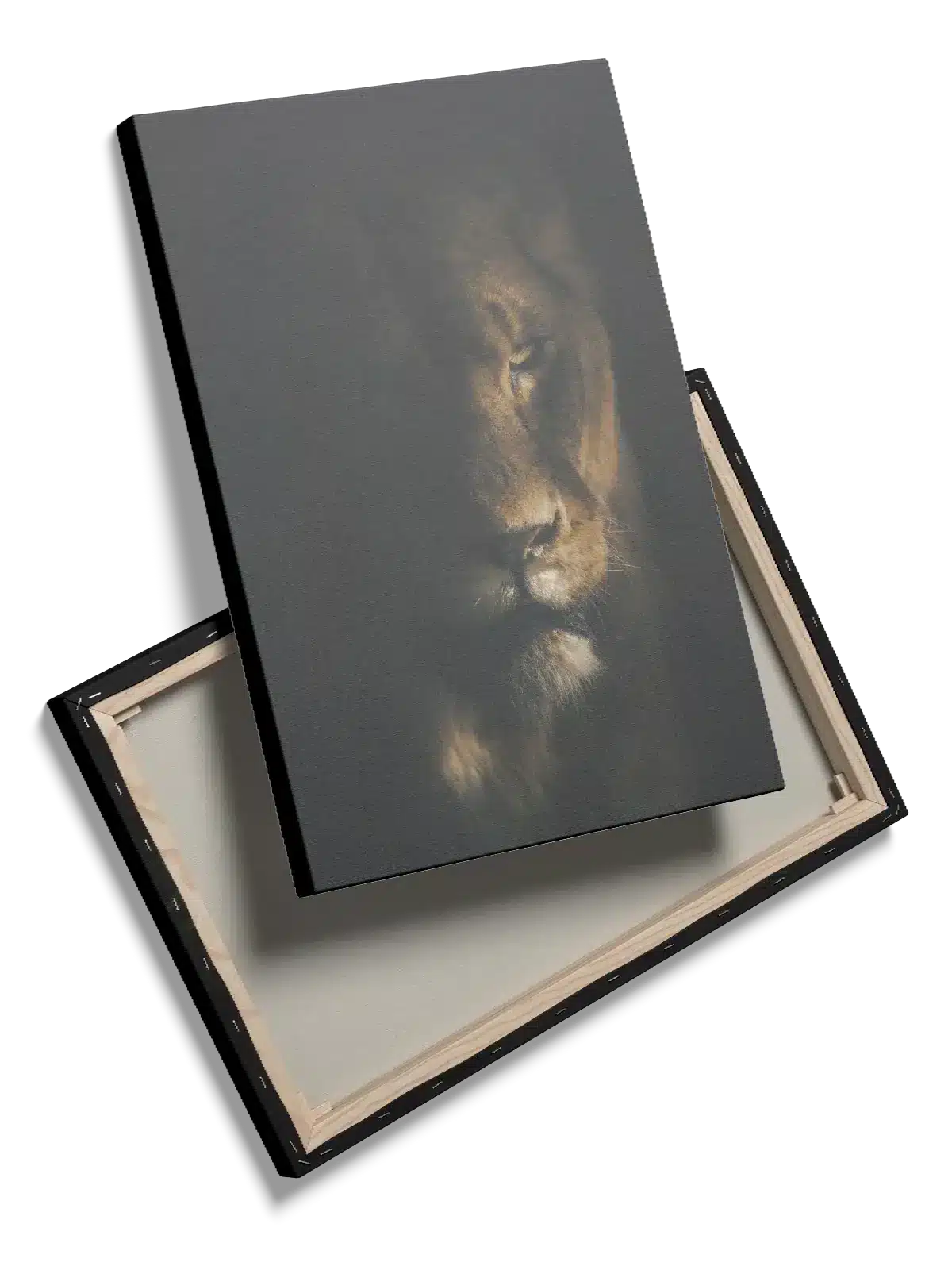 Lioness Portrait Plakat