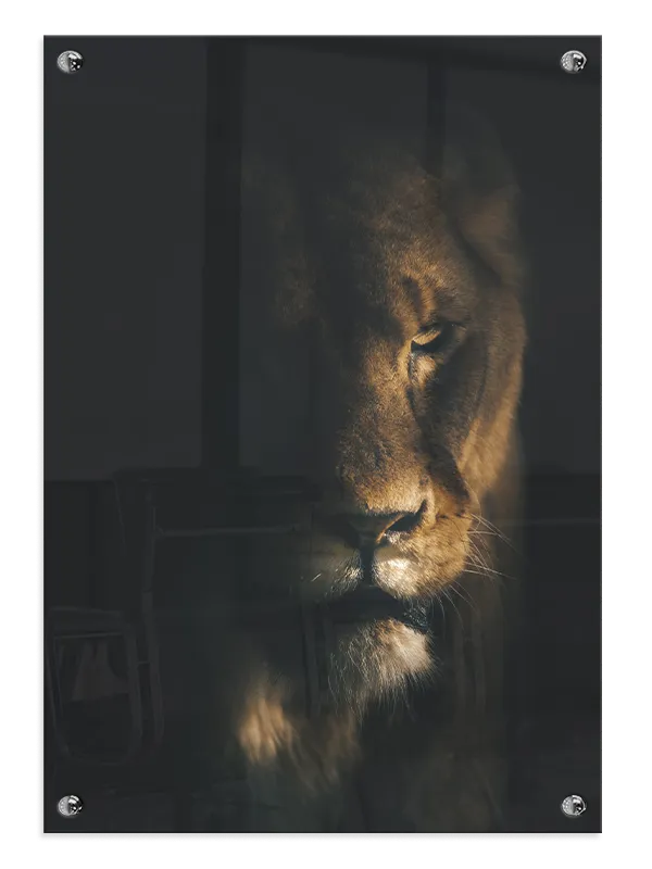 Lioness Portrait Plakat