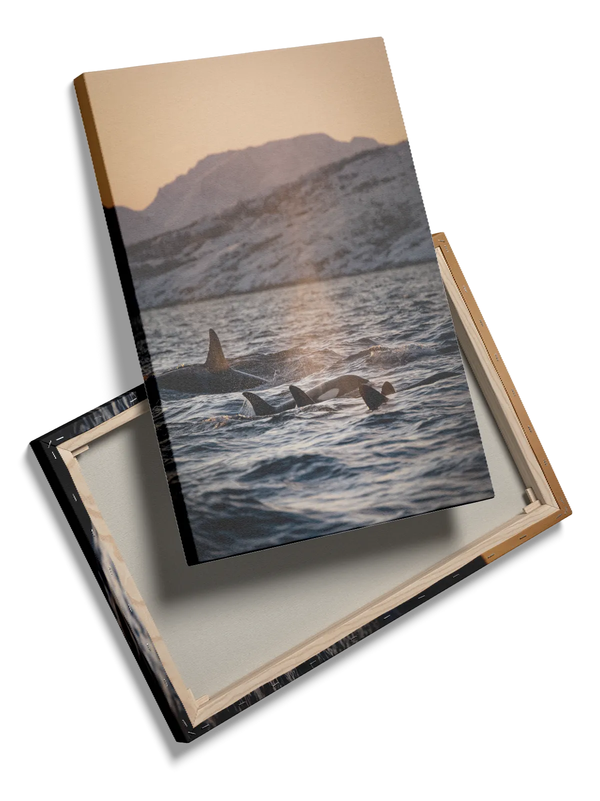 Hval Orca Family Plakat
